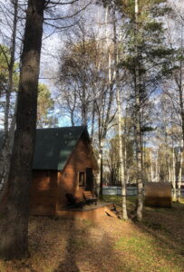 Байкальский кедр
