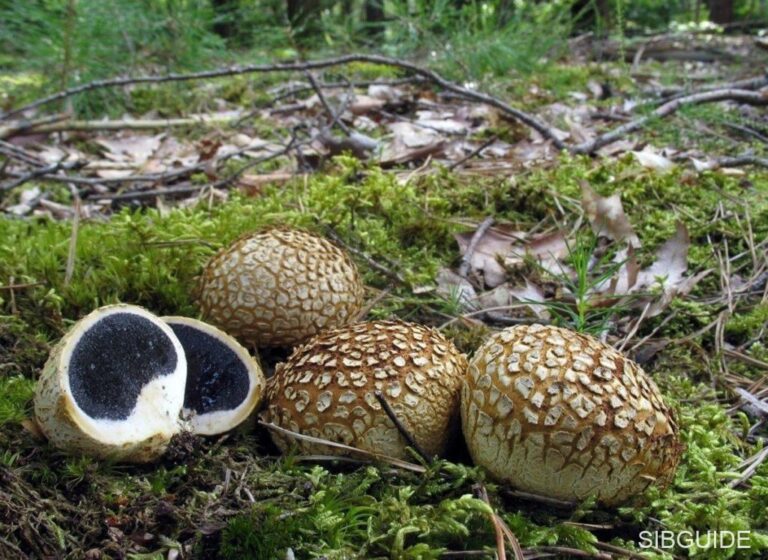 Ложнодождевик обыкновенный