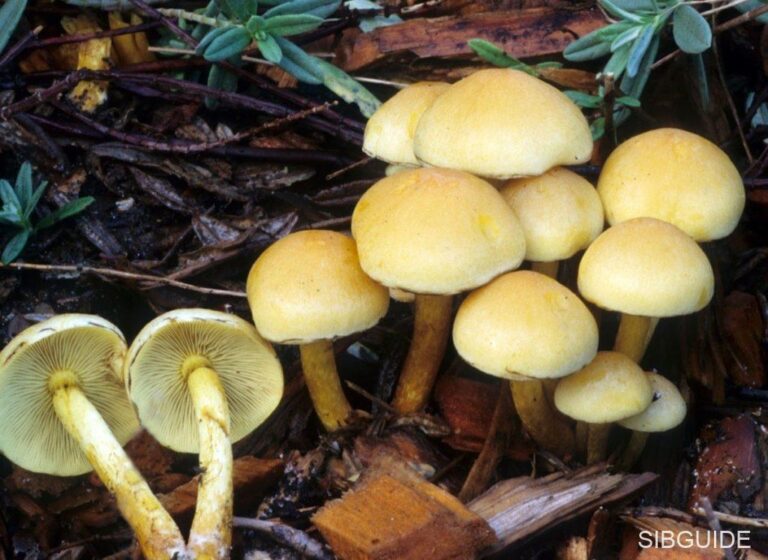 Ложноопенок серо-желтый