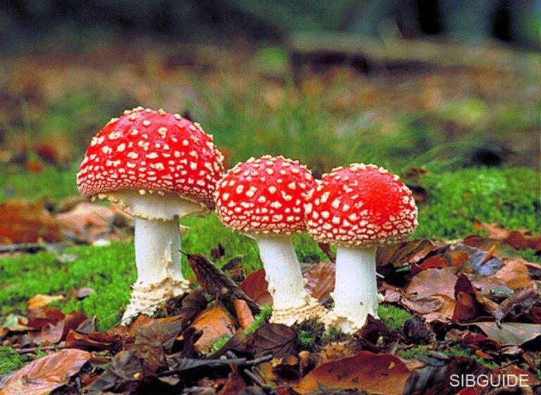 Мухомор красный