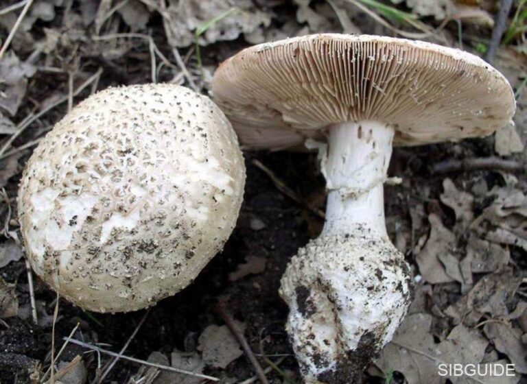 Мухомор щетинистый