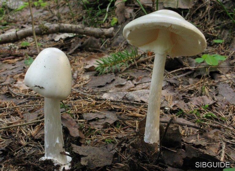 Мухомор вонючий