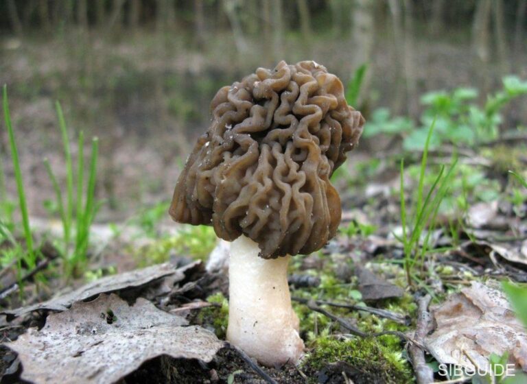 Сморчковая шапочка