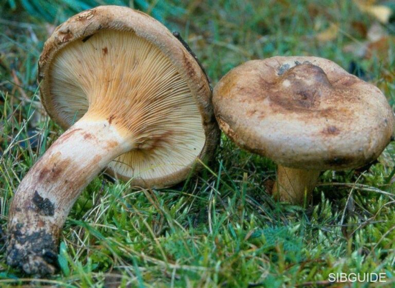 Свинушка тонкая