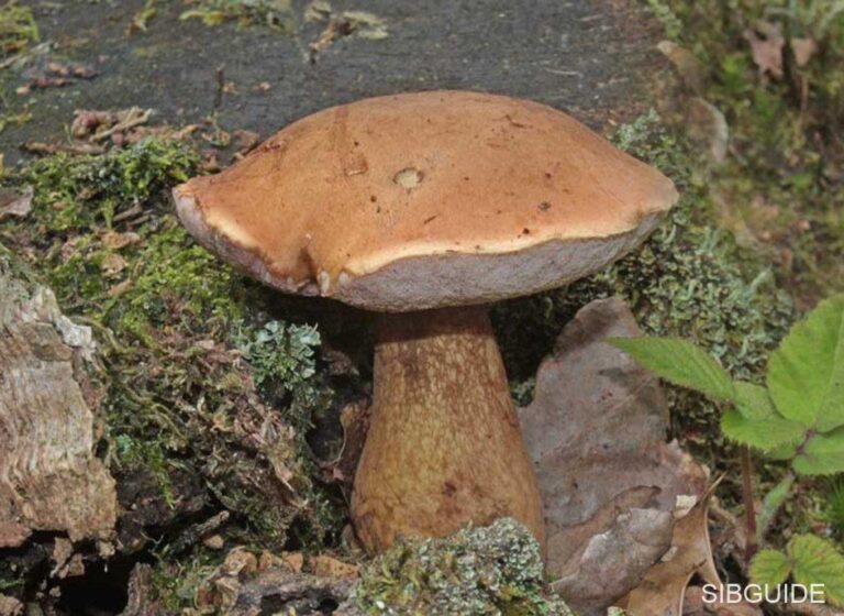 Желчный гриб